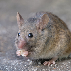 Rodent_mice