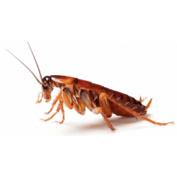 cockroaches_2